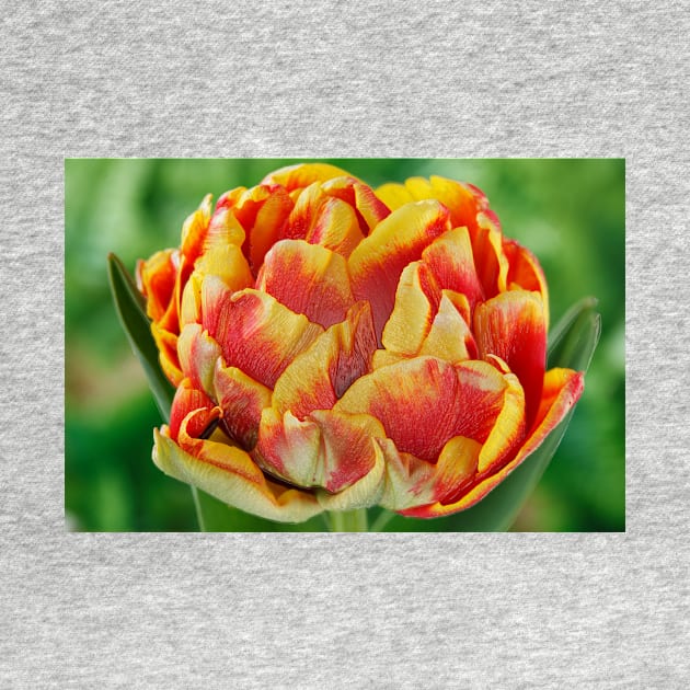 Tulipa  &#39;Cilesta&#39;    Double Early Group  Tulip   Artistic filter applied to photo by chrisburrows
